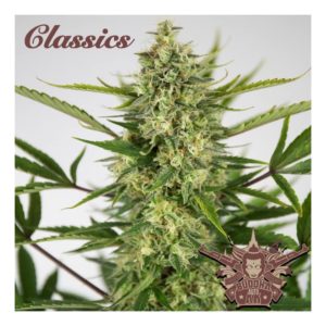 AK Classic Auto x3 - Buddha Seeds
