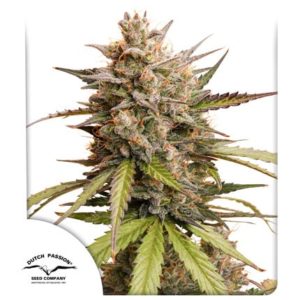 Melonade Runtz Auto X3 - Dutch Passion