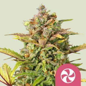 Sweet ZZ x3 FEM - Royal Queen Seeds