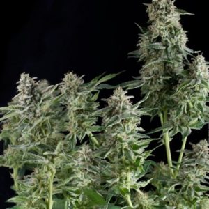 Northern Lights x3+1 - Pyramid Seeds