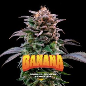 Gorilla Banana Fem x2 -BSF Seeds