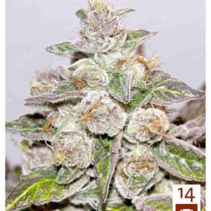 Mendocino Purple Kush x3 (+2 Chanel +)