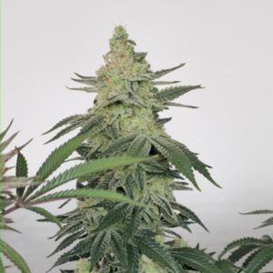 Pineapple Haze FEM Granel Pack x10 - Awka Semillas