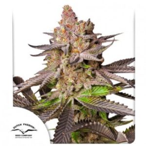 Melonade Runtz FEM X3 - Dutch Passion