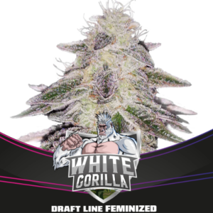 White Gorilla x4 – BSF Seeds