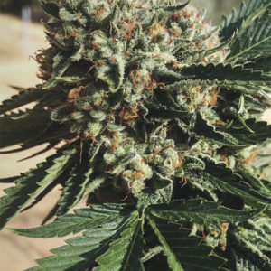 Sapphire OG x3 – Humboldt Seeds