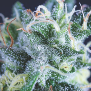 Auto Gelato x3+1 - Pyramid Seeds