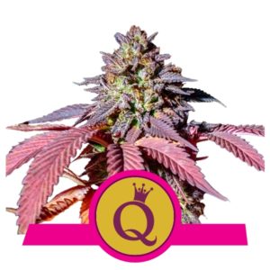 Purple Queen x3 - Royal Queen Seeds