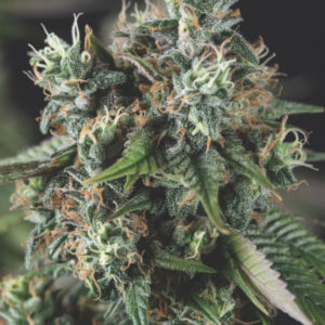 Auto Do-Si-Dos x3+1 - Pyramid Seeds