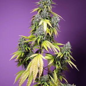 Jet Fuel Mandarine XL Auto x4 - Sweet Seeds