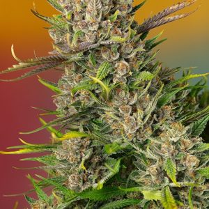 Papaya Zoap Auto x4 - Sweet Seeds
