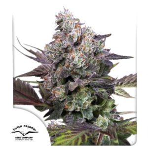 Candy Bubatz XL Fem x3 - Dutch Passion