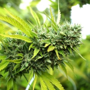 Mango OG Auto x3 - Humboldt Seeds