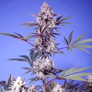 Mental Rainbow FV x4 - Sweet Seeds
